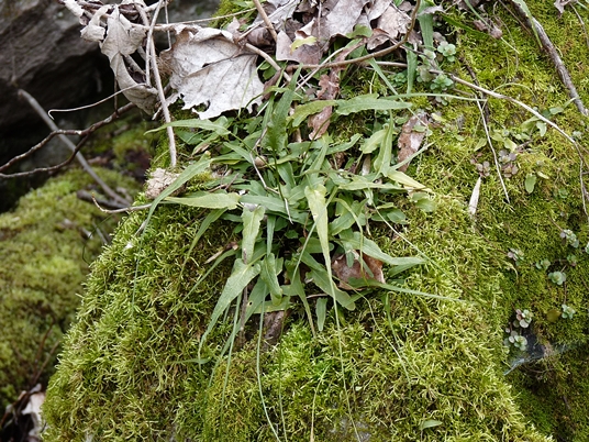 {Asplenium rhizophyllum}